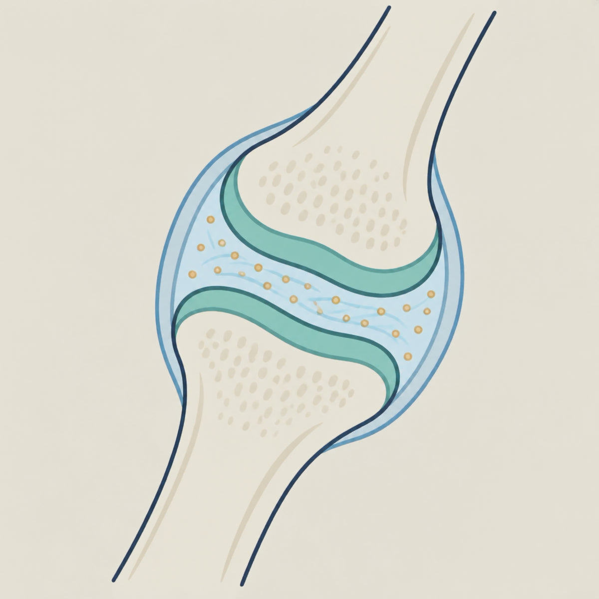 Cartoon explainer of normal joint cushioning, flowing synovial fluid and vitamin E’s antioxidant role. An educational illustration, not a measured effect of DailyPaw chews.
